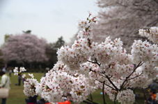 Kirschblüte in Japan