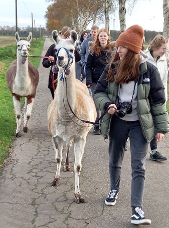 Foto von der Lama- und Alpaka-Tour des Spanisch-Kurses der Jahrgangsstufe 12 (November 2023).