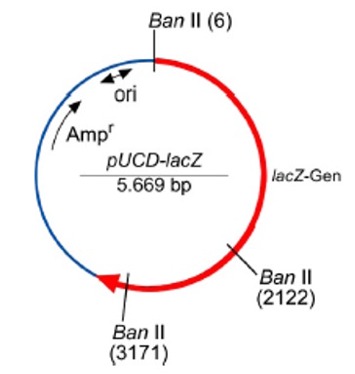 Schematische Darstellung des Plasmids