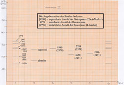 Zeichnung der Banden aus Gel 1