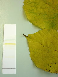 Foto vom Projekt: Das Ergebnis der Chromatographie des Herbstlaubs der Sommerlinde