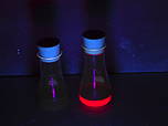 Foto vom Projekt: Stark verdünnte Blattextraktlösung (links) und Blattextraktlösung (rechts) bei UV-Licht