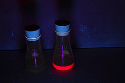 Foto vom Projekt: Stark verdünnte Blattextraktlösung (links) und Blattextraktlösung (rechts) bei UV-Licht