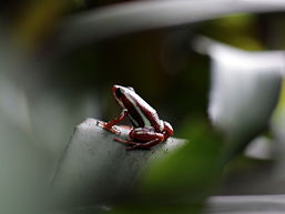 Foto von einem giftigen Frosch in Oldenburg